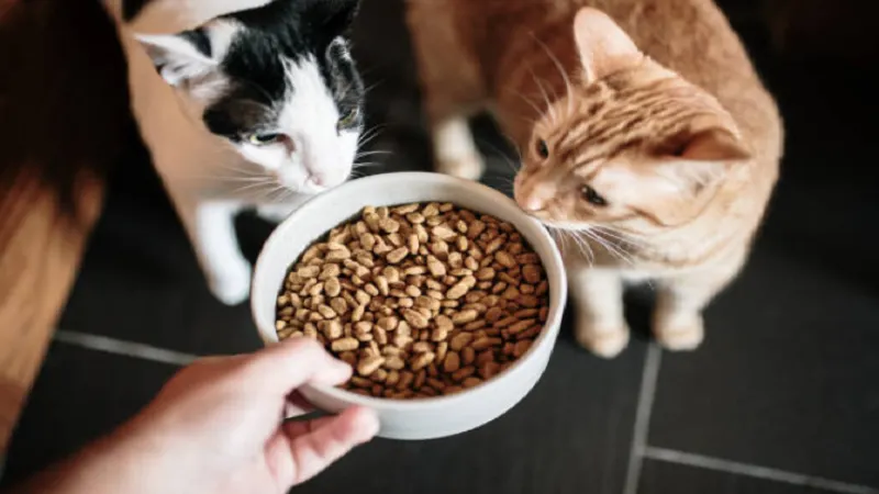 Surprising Foods Pets Love That Owners Often Overlook