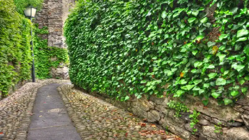 Modern Retaining Wall Ideas for California: Elevate Your Landscape
