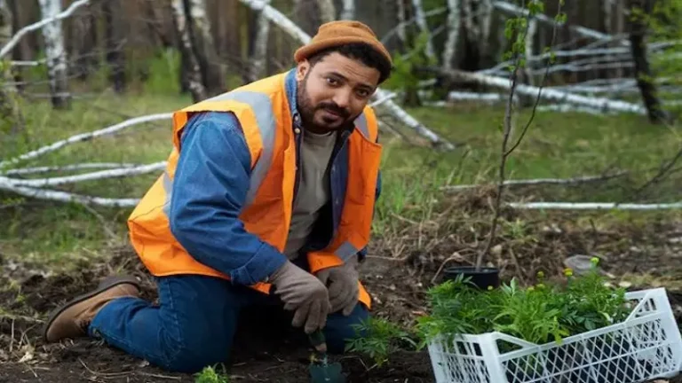 Tree Removal